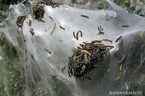 Nest van de spinselmot