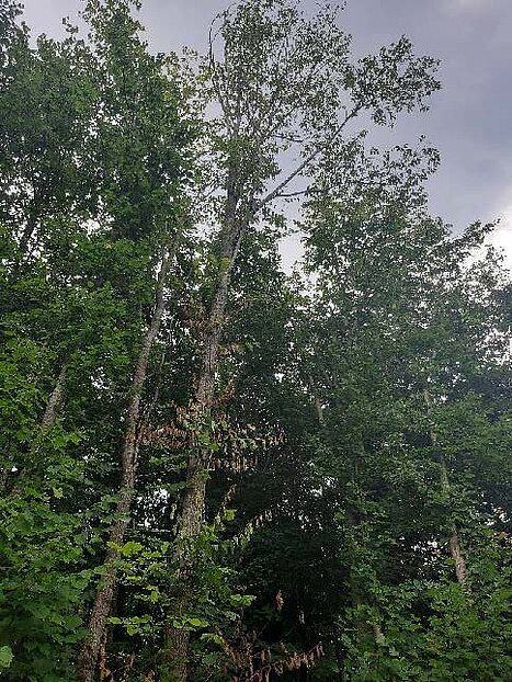 Foto van een iep die minder vitaal is, je er zogeheten Vaantjes op.