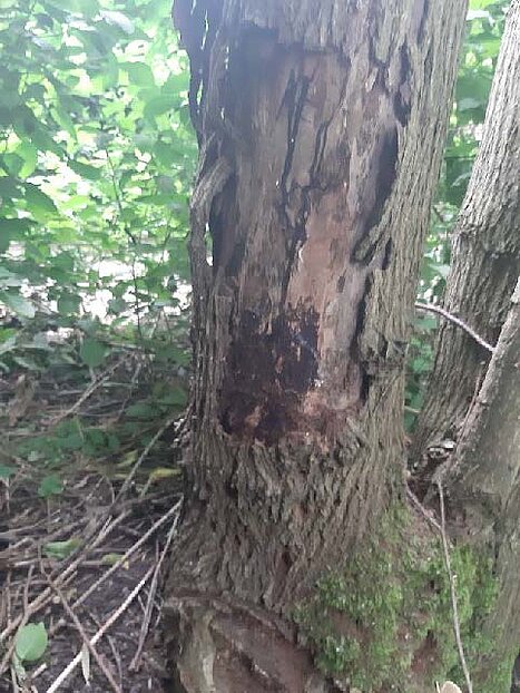Foto waarop de sporen van de honingzwam op de stam van een boom te zien zijn.