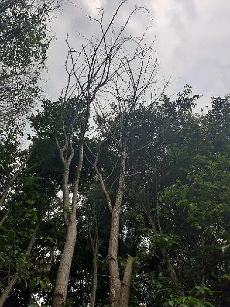 Foto om de kwaliteit van de iepen aan te tonen, hier zijn enkele afgestorven iepen te zien.