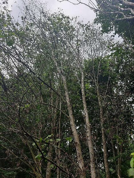 Foto waarop een aantal iepen staan om de kwaliteit te beoordelen. Dit zijn minder vitale iepen.